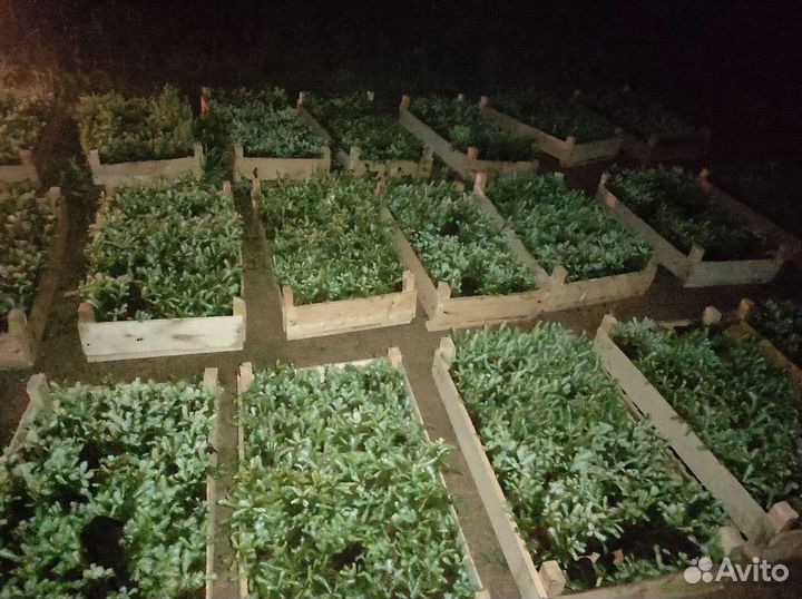 Сосна елка окс зкс