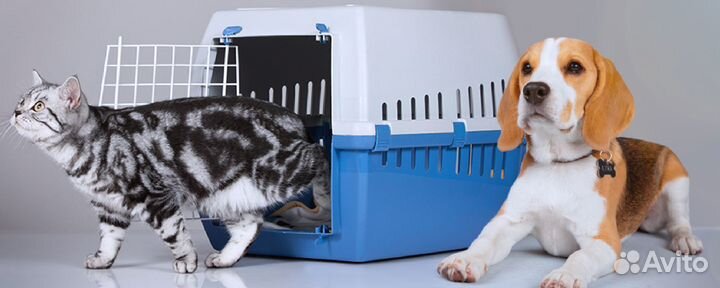 Перевозка животных в другие города