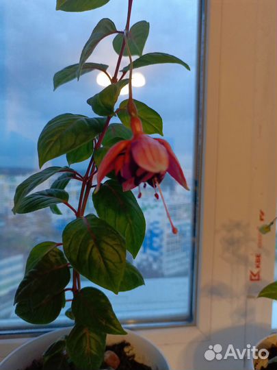 Фуксия Rocket Fire