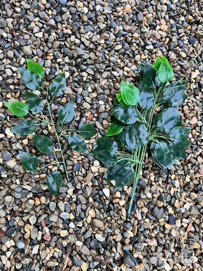 Фикус бенджамина