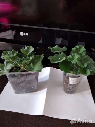 Пеларгония герань