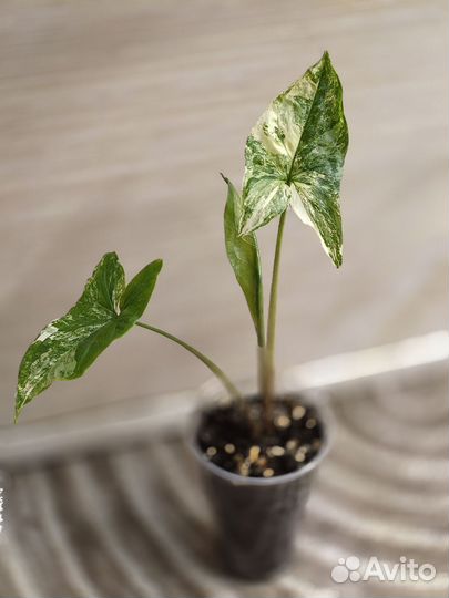 Сингониум разные сорта