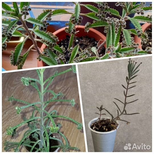 Комнатные растения