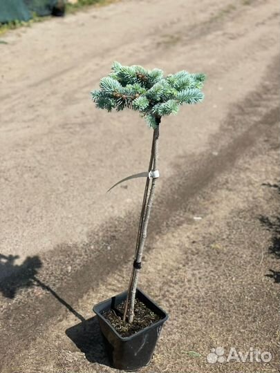 Растения на штамбе (предзаказ весна 2024)