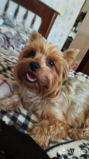 Йоркширский терьер щенки девочки