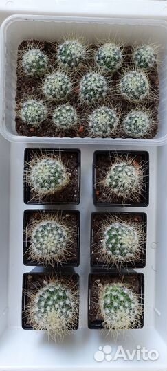 Кактус Мамиллярия