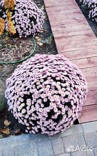 Хризантемы мультифлора, монарда(бергамот), ясколка