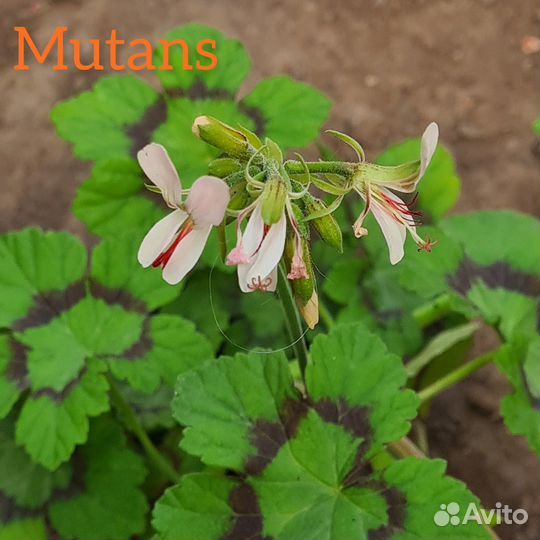 Растения обмен на овощи, кофе, корм кошке