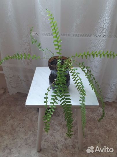 Папоротник комнатный