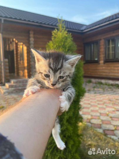 Котята Победы 9мая
