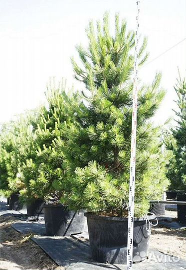 Сосна черная