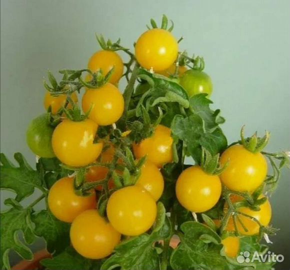 Черри разные сорта. Урожай на окошке