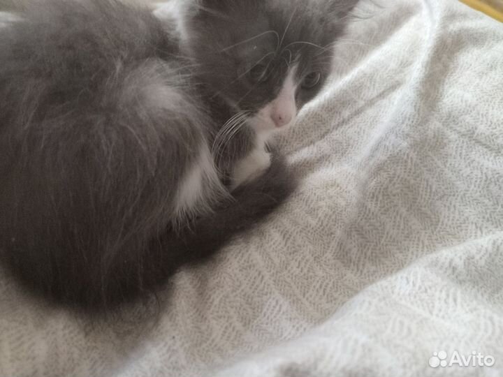 Котёнок