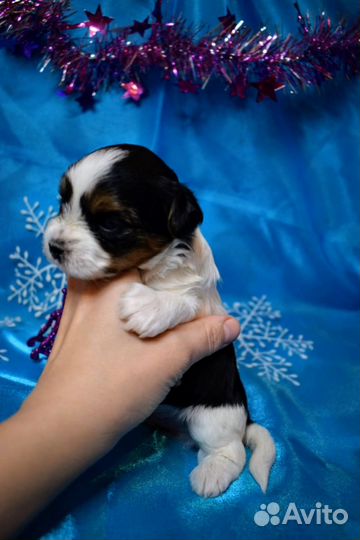 Биверйорк щенки бронирование