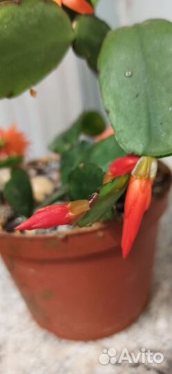 Декабрист шлюмбергера оранжевый