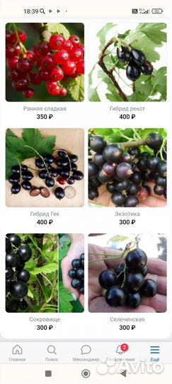 Саженцы смородины