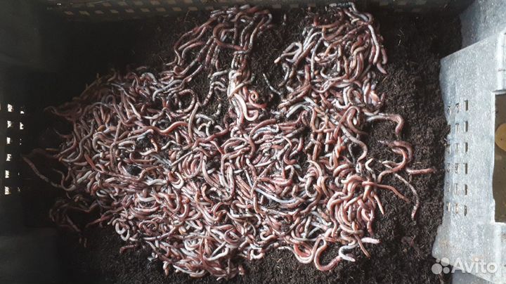 Червь для рыбалки дендробена-опт и розница