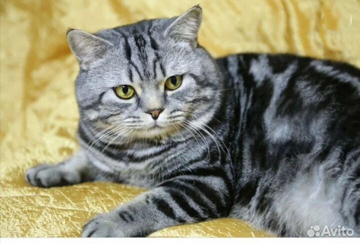 Котенок девочка