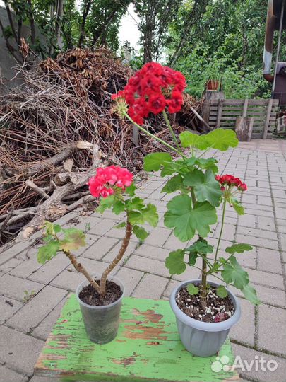 Пеларгония герань