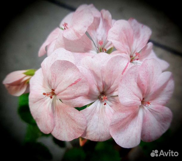 Герань, ирис