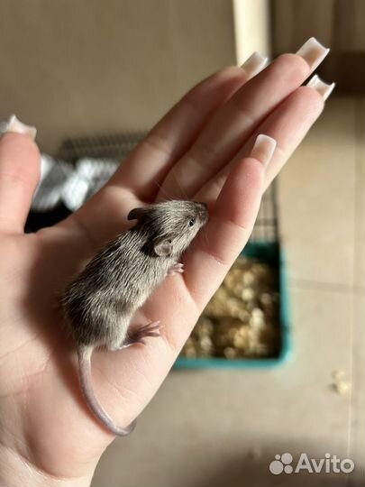 Декоративные мышки