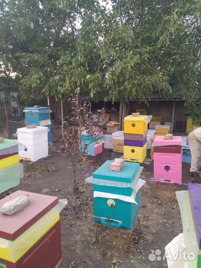 Мед майский