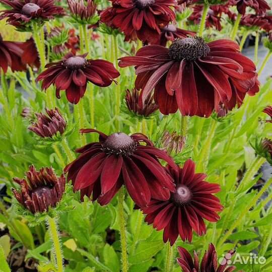 Гайлардия темно- бордо