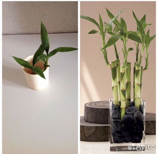 Бамбук лаки