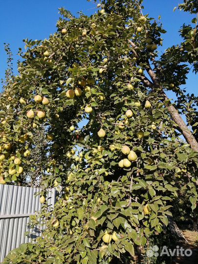 Домашняя петрушка, сельдерей, яблоки, груши