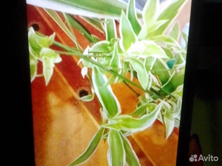 Комнатные цветы