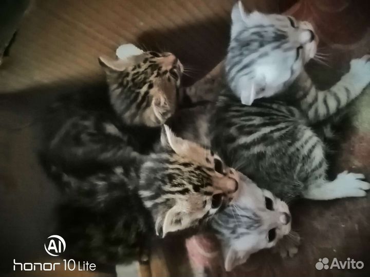 Бенгальская