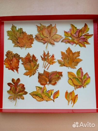 Вырубки для скрапбукинга