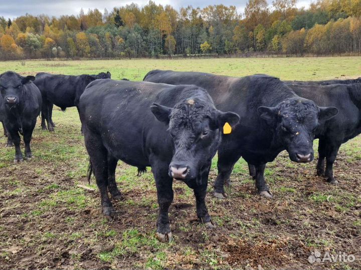 Быки на племя