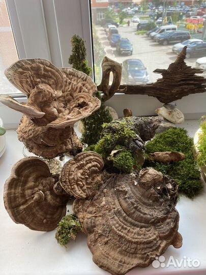 Для террариума