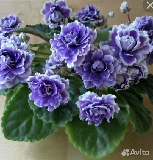 Листья фиалки