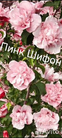 Гибискус махровый, уличные цветы многолетние