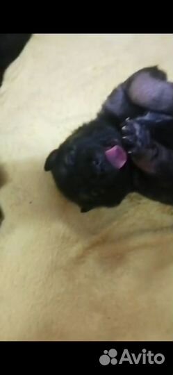 Щенки, отдам бесплатно