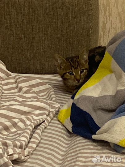 Котенок девочка в добрые руки