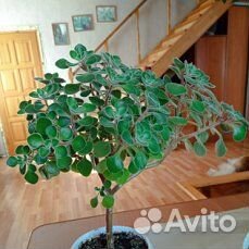 Аихризон дерево любви