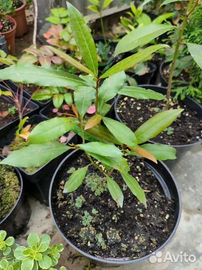 Инжир Грушевый, фейхоа, гранат, лавр, падуб