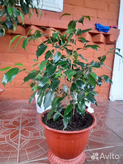 Фикус бенджамина