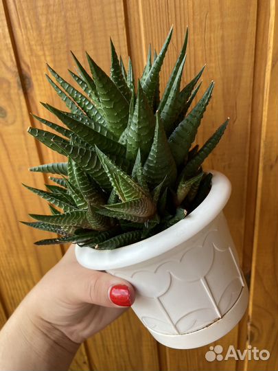 Хавортия лимифолия