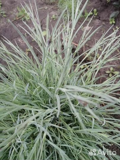 Гвоздика перистая садовая