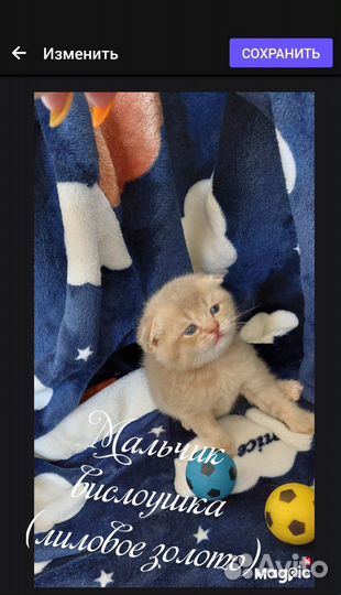 Шотландские котята