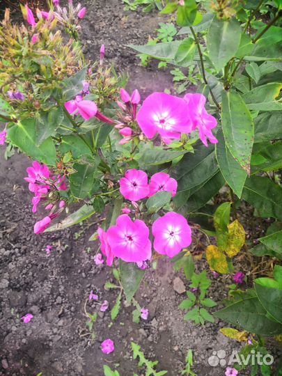 Флоксы многолетние