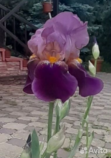 Пеларгония герань, красная