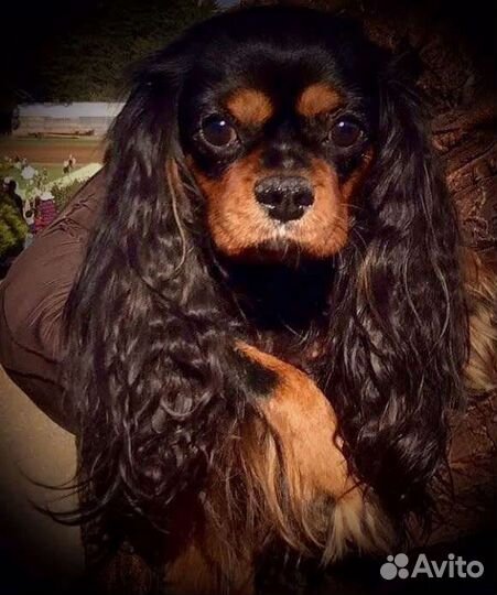 Кавалер Кинг Чарли щеночки