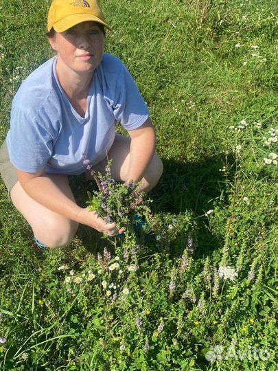 Целебные горные травы Кавказа