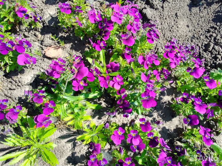 Рассада виолы