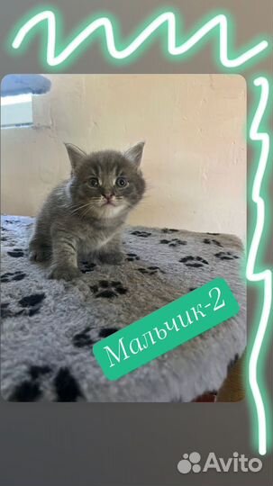 Котята чаузи